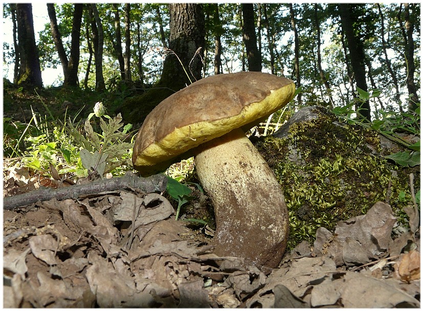 Stesso Boletus...?